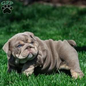 Indigo Pearl, English Bulldog Puppy